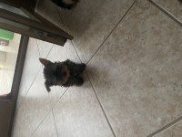 Wc eğitimli safkan yorkshire terrier bebekler