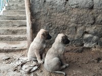 Sivas merkezden ilk aşıları yapılmış kangal