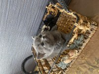 British Shorthair Gri