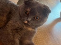 5.5 aylık güzeller güzeli bir dişi scottish fold