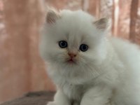 Beyaz Chinchilla