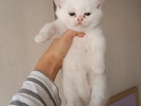 Şecereli british shorthair