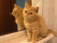 Scottish Straight Longhair Erkek ve Scottish Fold Shorthair