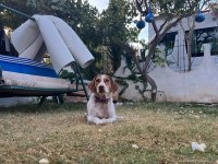 Bal böceği köpeğim