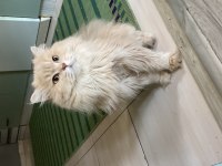 3 Yaşında Kedimize Yuva Arıyorum