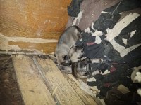 Yeni doğan yavru köpekler uygun verilecek