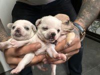 Orjinal chihuahua yavrular