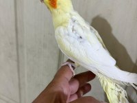 47 günlük full evcil lutino bebek sultan papağanı