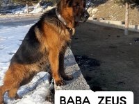 Alman çoban köpeğimiz