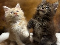Mco Polydactyl Erkek Ve Dişi Wcf Kayıtlı Maine Coon
