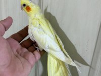 51 GÜNLÜ KUSURSUZ LUTİNO BEBEK SULTAN