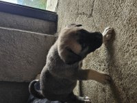 Ücretsiz sahiplendirilecek köpeğimiz
