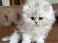 British longhair yavru