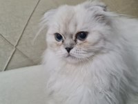 Oğlum Yeni yuvasını arıyor scottish fold