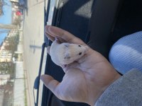 Ankara İçi Ele Alışık Suriye Hamsterleri