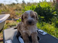 Masal gibi bir maltipoo dostluk sizi bekliyor