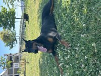 Doberman yavrularımız