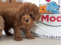 Petmode köpek çiftliğinde ziyarete açık toy poodle