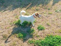 2 yaşında köpeğimiz maylo