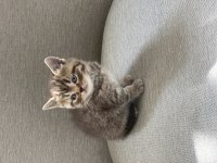 Golden tabby scottish straight