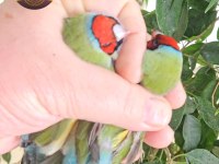 Şampiyondan üst seviye jumbo gouldian finch ispinoz