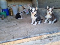 A kalite husky bebekler