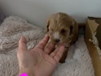 Maltipoo miniklerim
