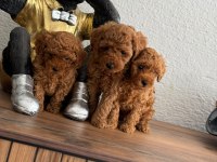 Üst Kalite Tea Cup Poodle Yavrular