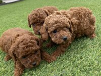 Poodle yavrular