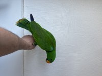 FATURALI CİPLİ EKLEKTUS