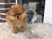 POMERANİAN BOO YAVRULARI