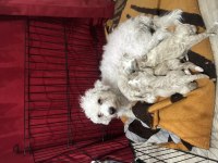 4 ADET MALTİPOO 2 DİŞİ 2 ERKEK 5 GÜNLÜK