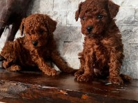 Tee Cup Toy Poodle Uygun