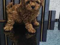 Küçük boy toy poodle değerlendirmeden geçmeyin