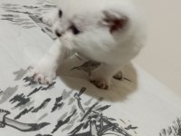 2 Mart doğumlu british shorthair yavrular