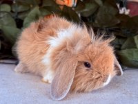 ORJİNAL HOLLANDA TEDDY LOP TAVŞAN YAVRULAR