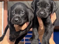 Labrador bebeklerimiz