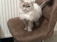 British Longhair dişi
