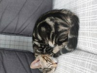 3 AYLIK KUM VE MAMA EĞİTİMLİ YAVRU KEDİMİZ