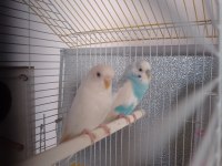 Prenses Ve Prens Muhabbet Kuşlar