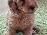 Dişi 50 günlük toy poodle
