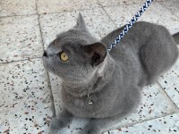 Acil 5 yaşında kedimiz