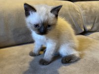 Ayvalık 2 yavru scottish fold ve blue point