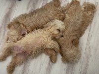 SAĞLIK VE IRK GARANTİLİ MALTİPOO