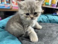 British shorthair yavrularımız teslime hazır