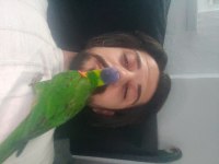 4 aylık el besleme lori papağanı
