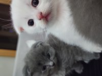 Scottish fold kedimizi sahiplendirme