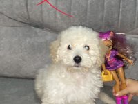Yeni bir aile maltipoo
