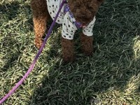 TESLİME HAZIR TEACUP POODLE YAVRULAR