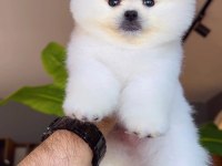 Pomeranian Boo Yavrumuz